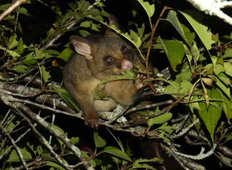 Common brush-tailed possum, Trichosurus vulpecula