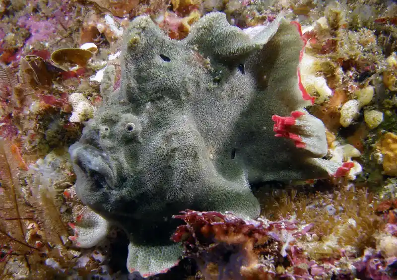 Japanese Anglerfish / Yellow Anglerfish