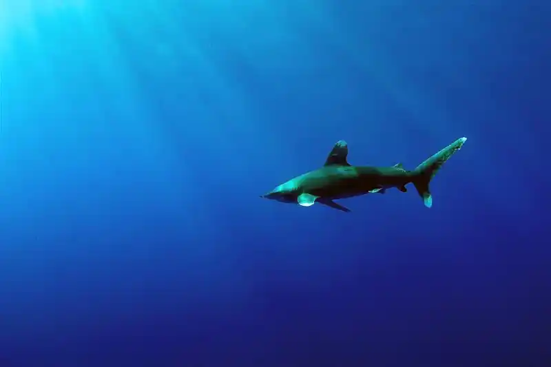 Whitetip reef shark