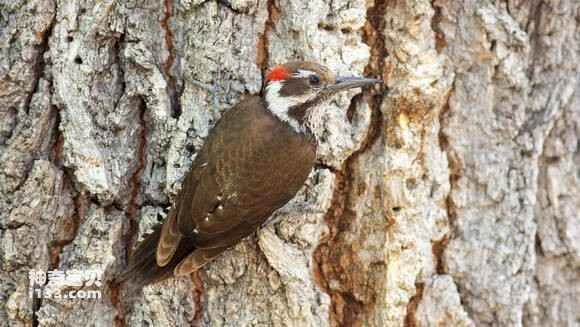 2023053056178735.jpg d2a1382d11dfa9ec533dd45f69d0f703908fc1df_九雷图片转换器.jpg