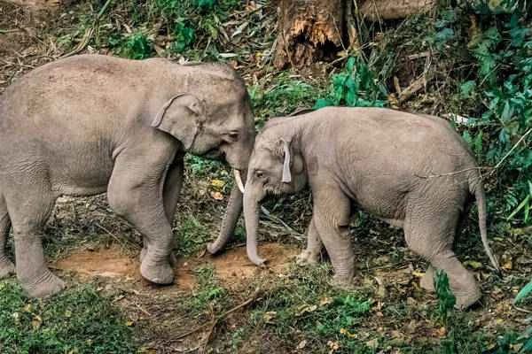 African savanna elephant