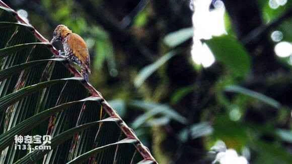 2023053118388483.jpg 59436554b319ebc4d3e5bcd48926cffc1f171655_九雷图片转换器.jpg