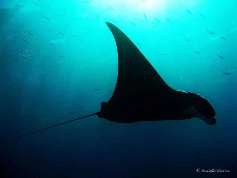 Giant manta ray