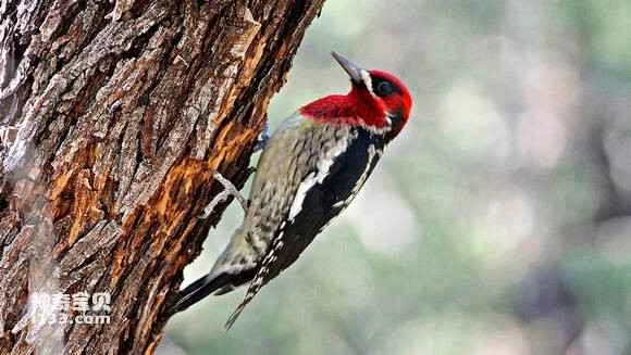 2023052726849808.jpg 2a096d097bf40ad1df983cf25c2c11dfa9ecce13_九雷图片转换器.jpg