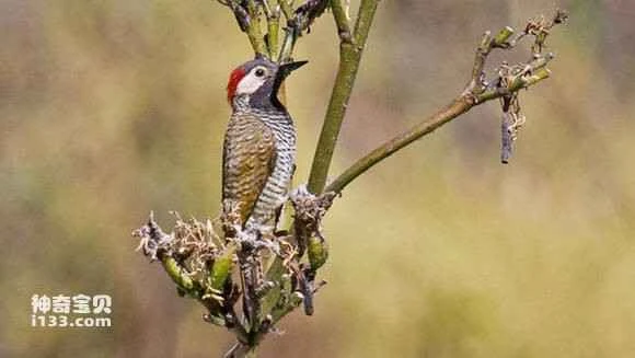 2023070616457848.jpg 8b6af82ad40735faa52f7d4395510fb30d2408db_九雷图片转换器.jpg