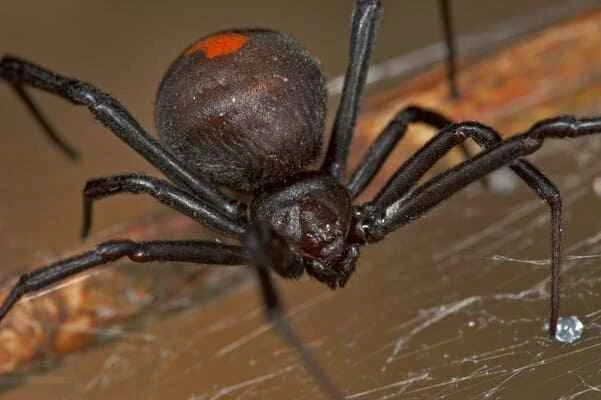 Redback Spider
