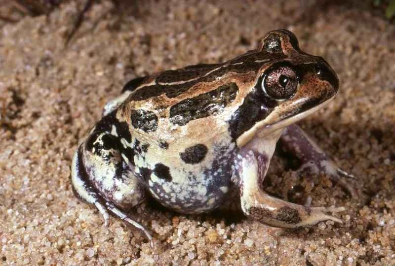 Western Banjo Frog