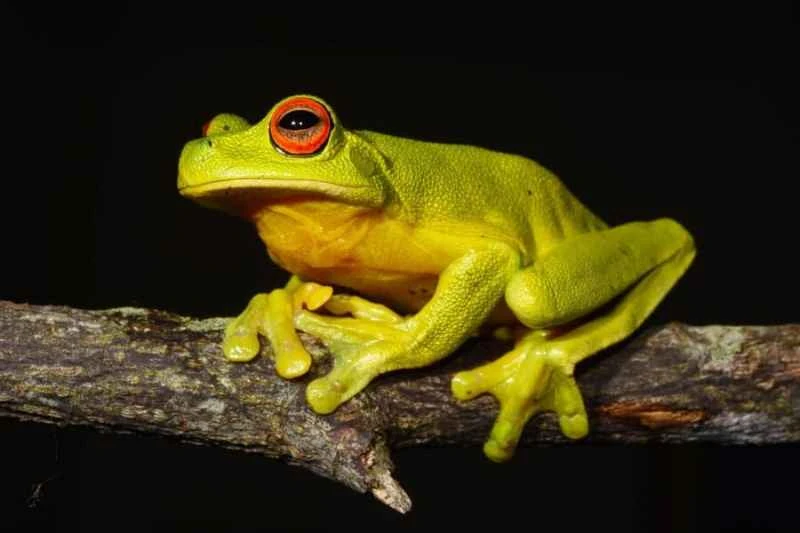 Red-eyed tree frog, Agalychnis callidryas