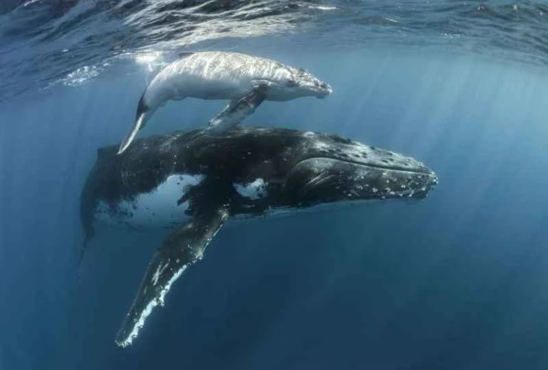 Humpback whale