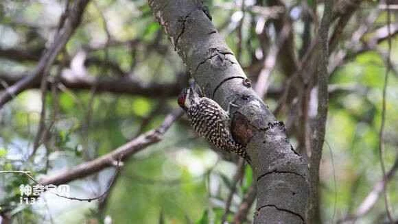 2023053158613194.jpg 8f239cdfb48f8c54b2a5246031292df5e1fe7ffa_九雷图片转换器.jpg