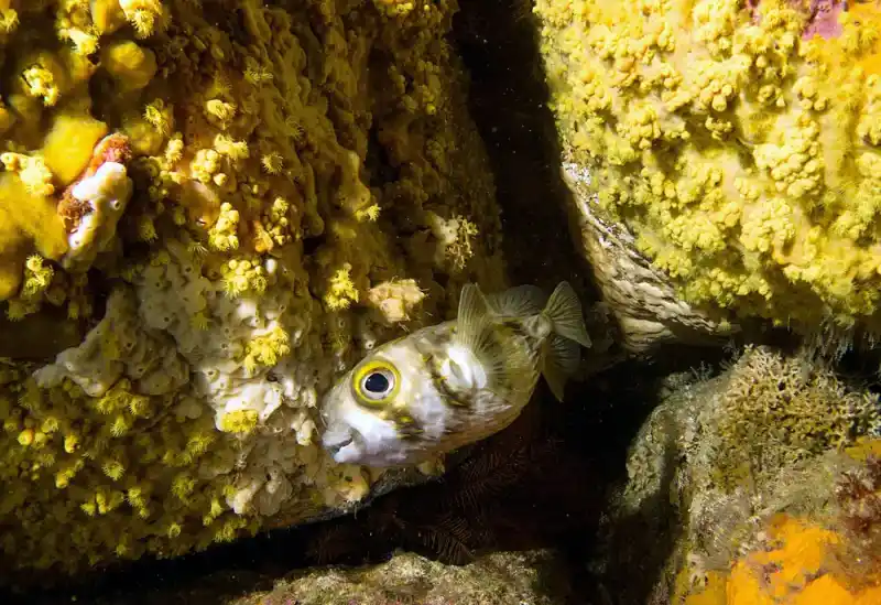 Spotted pufferfish
