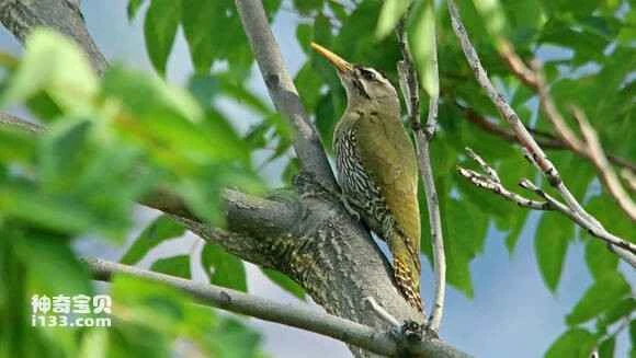 2023060315163270.jpg 0d878fff9925bc311f798a1455df8db1ca13708d_九雷图片转换器.jpg