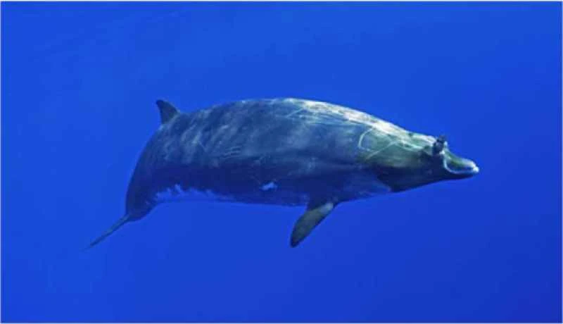 Anselm's beaked whale