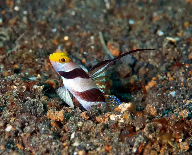 Goby, Gobiidae (symbiotic goby groups: Amblyeleotris, Cryptocentrus, Stonogobiops, etc.)