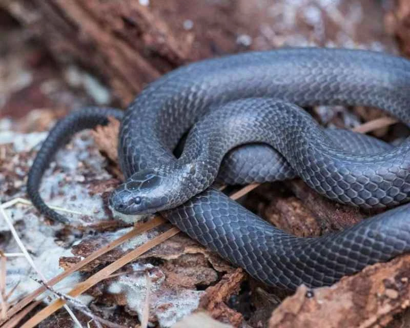 Small-eyed snake