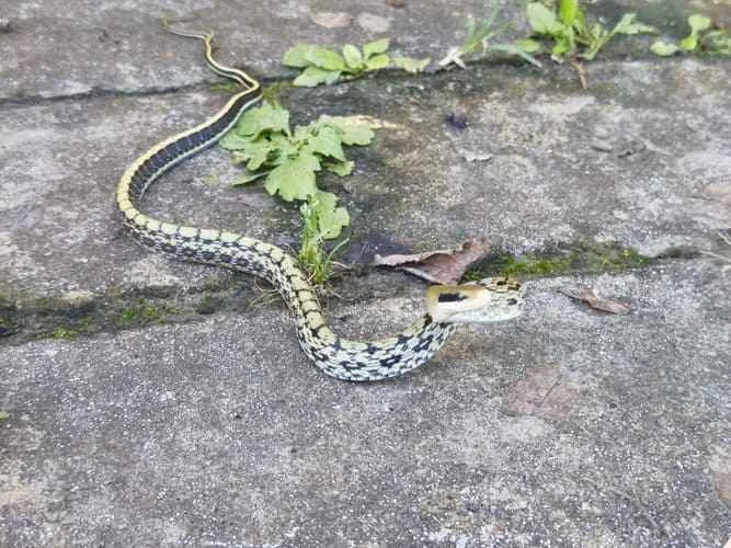 Black-browed Rat Snake