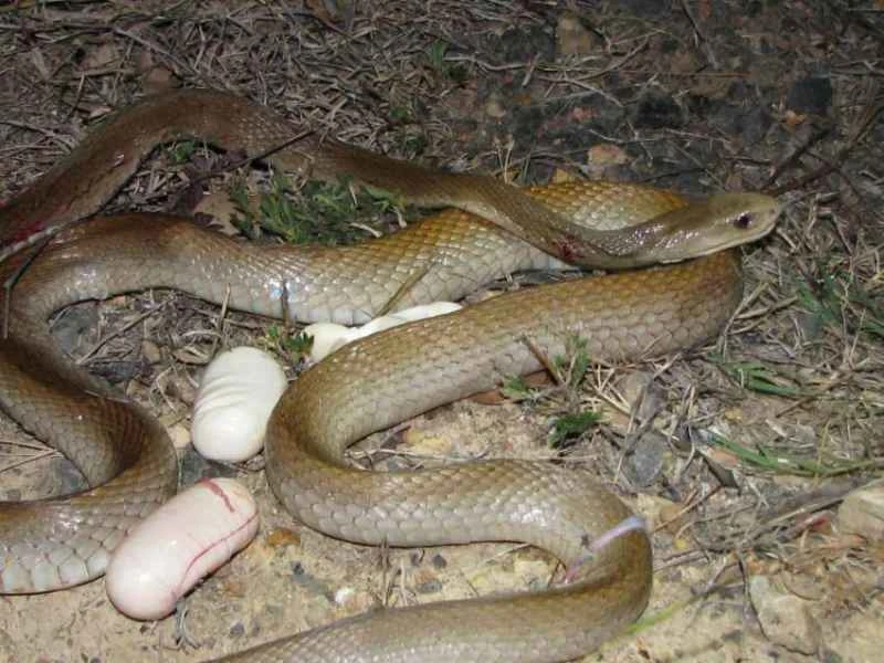 Coastal taipan, Oxyuranus scutellatus