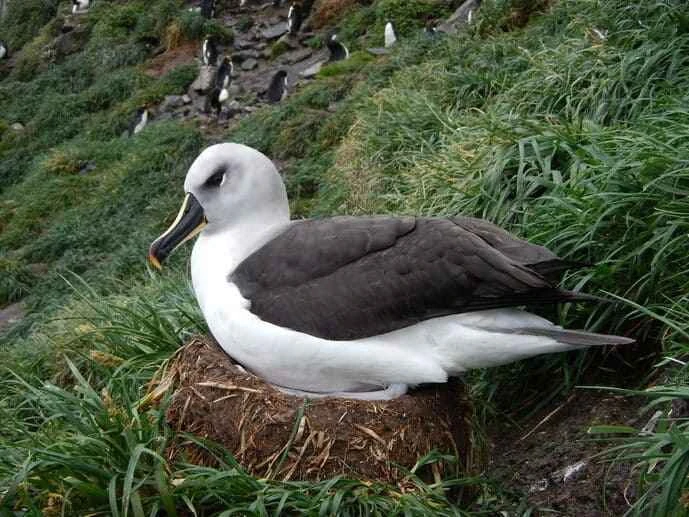 Grey-headed Albatross