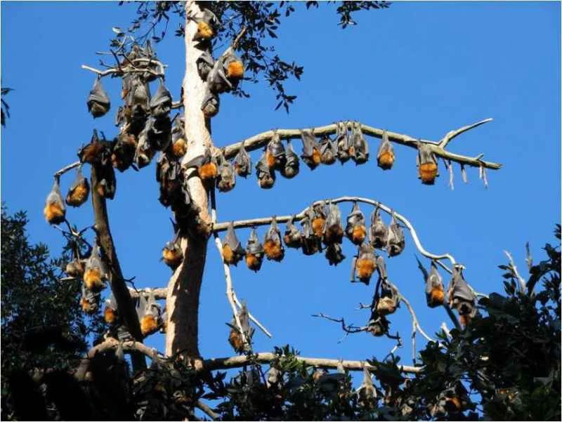 flying foxes (Pteropus)