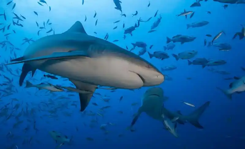 Bull shark (or bull shark)