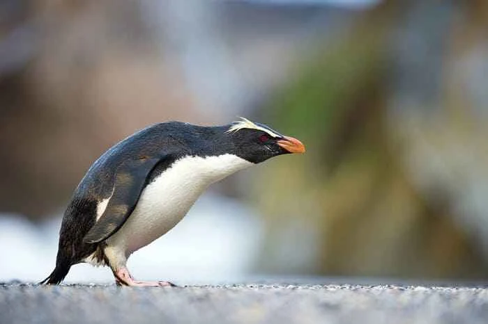 Yellow-browed penguin (Fiordland crested penguin, Fiordland crested penguin, Maori penguin)