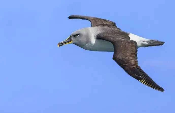 Grey-headed Albatross