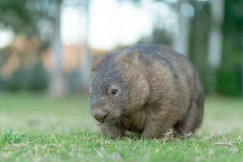 Naked-nosed wombat