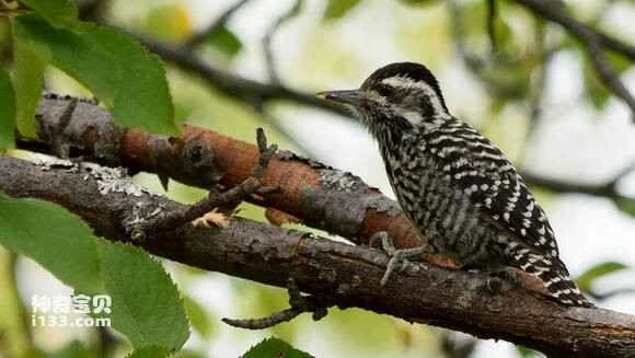 2023053140286956.jpg 6762d613c8fcc3cea3422d7c9945d688d53f2076_九雷图片转换器.jpg