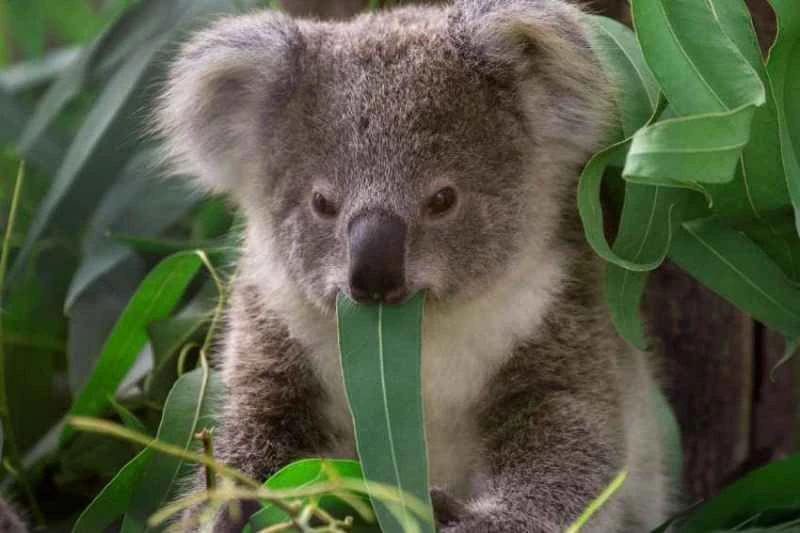 The Drop Bear, fictional: *Thylarctos plummetus* (a colloquial name; not the scientific name of the actual species).