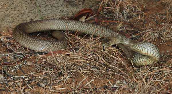 Eastern Brown Snake