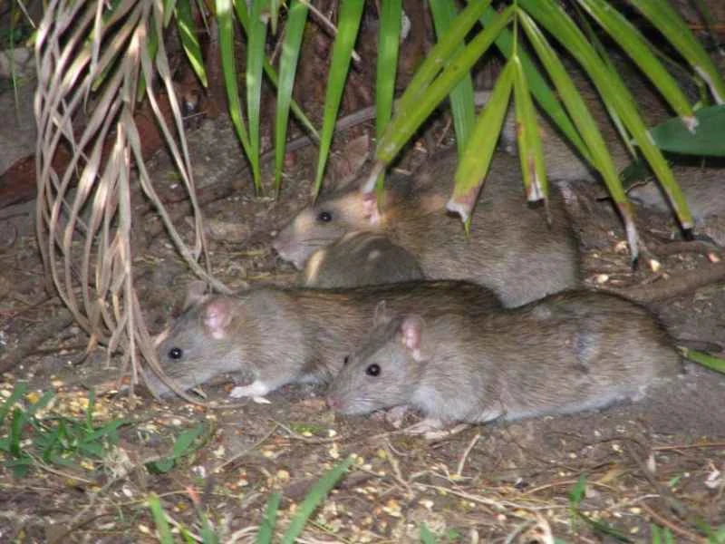 Brown rat, Rattus norvegicus