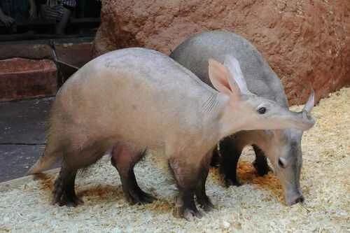 Aardvark, native pig, anteater, African anteater, ant bear