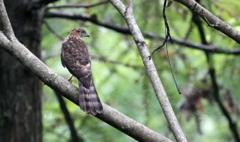 Crested Eagle,Accipiter trivirgatus
