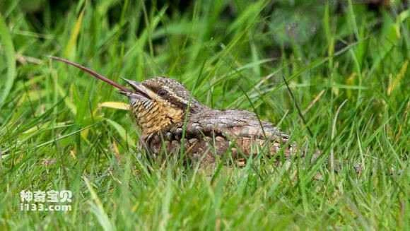 2023070996200072.jpg 6a9f41728bd4b31c530704448cd6277f9f2ff88e_九雷图片转换器.jpg