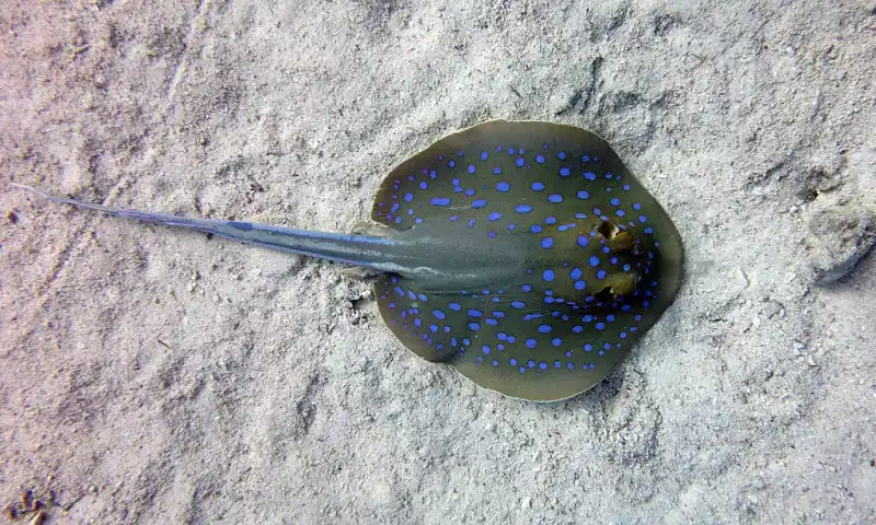 Japanese red stingray (Hemitrygon akajei｜formerly known as Dasyatis akajei)