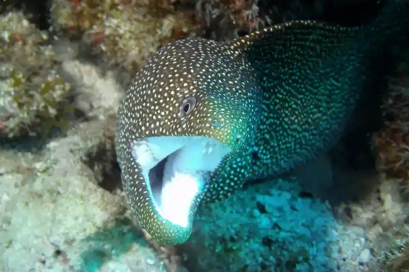 Snow eel (Echidna nebulosa｜Old name: Muraena pardalis)