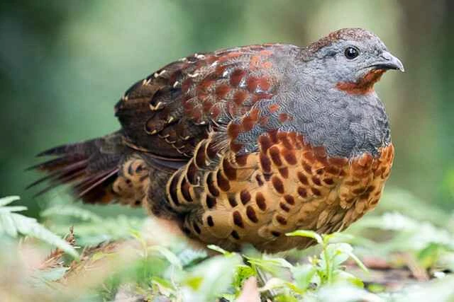Formosan bamboo partridge, grey-breasted bamboo partridge