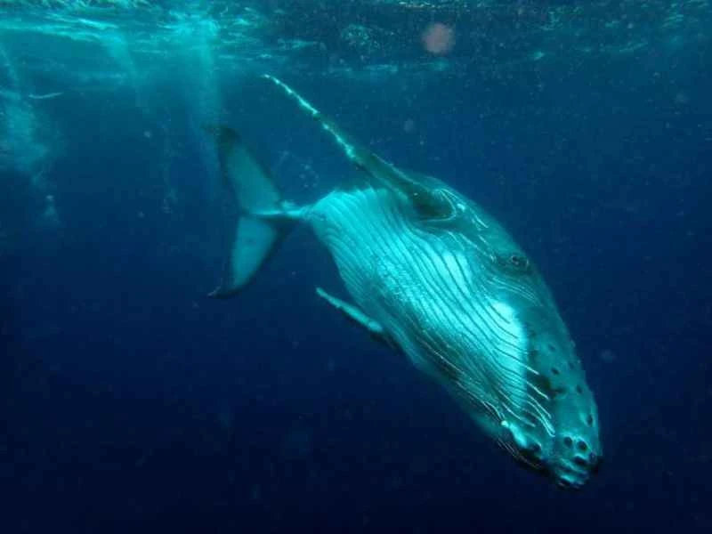 Humpback whale
