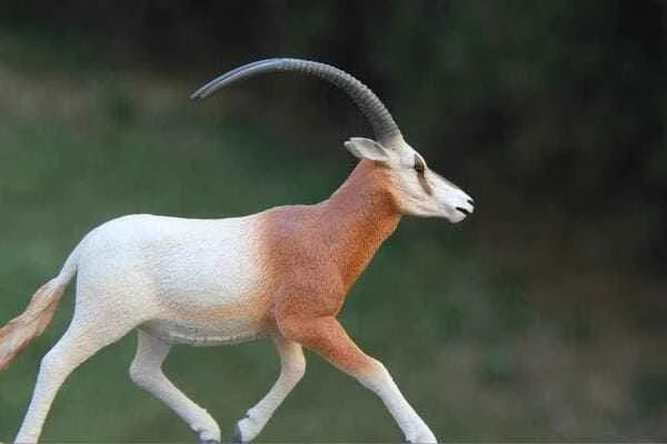 Scimitar antelope