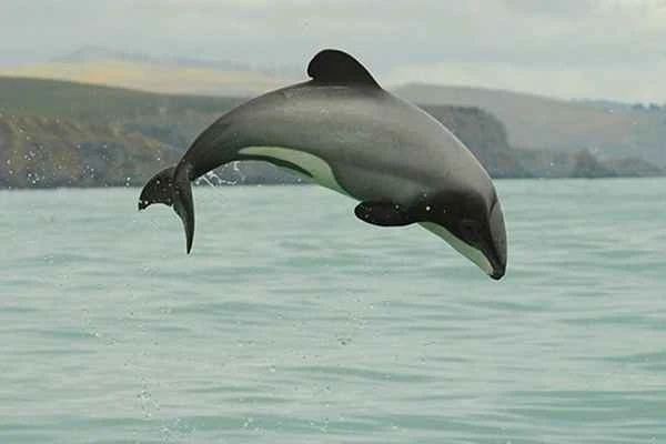 Maui dolphins