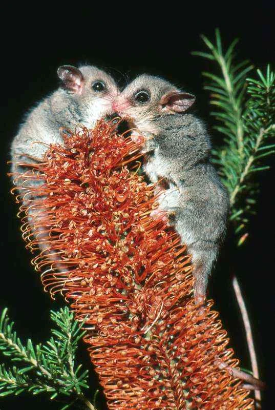 Eastern dwarf possum