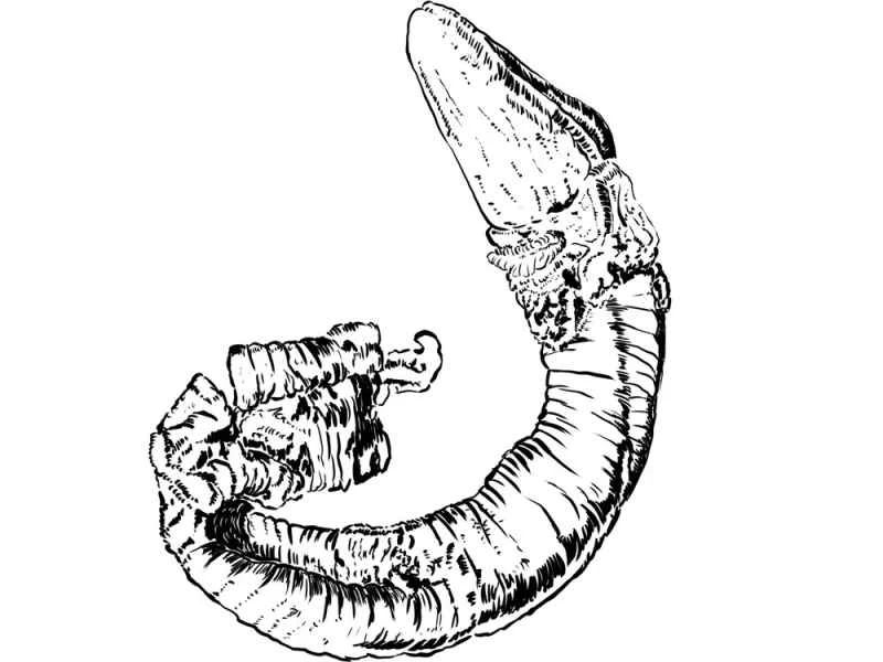 Qingdao acorn beetle, Qingdao rough-nosed beetle, Glandiceps qingdaoensis