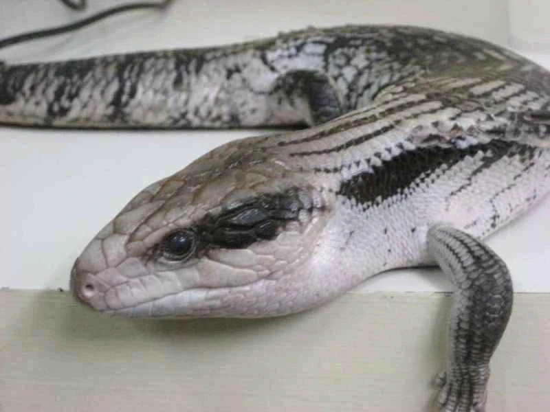 Eastern Blue-tongued Skink, *Tiliqua scincoides* scincoides