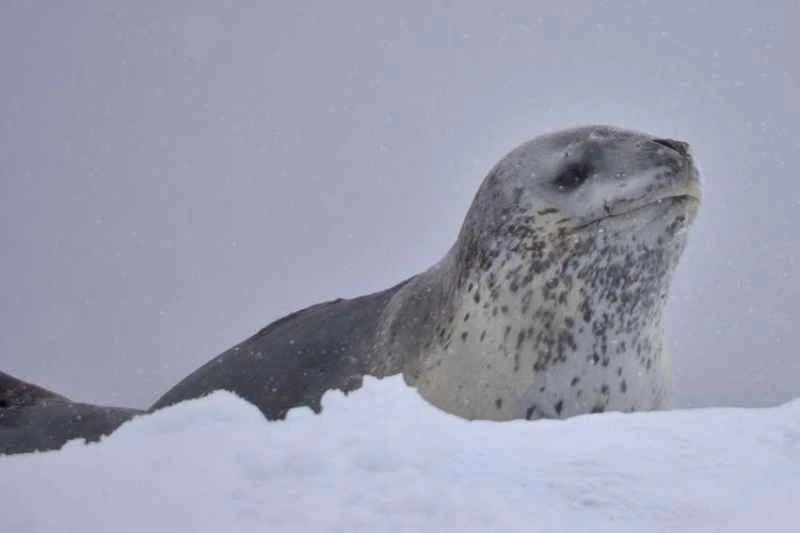 Leopard seal, Hydrurga leptonyx