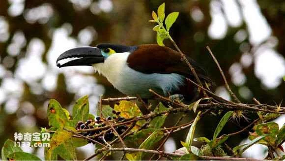 2023052015516762.jpg 52f92811b912c8fcf2883cf3f7039245d688210c_九雷图片转换器.jpg