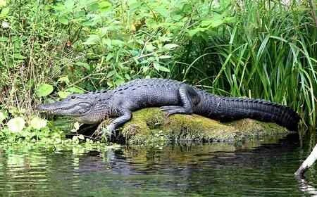 密西西比鳄.jpeg