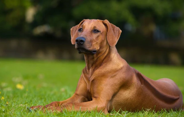 Rhodesian Ridgeback, African Lion Dog, African Lion Hound, Rhodesian Ridgeback