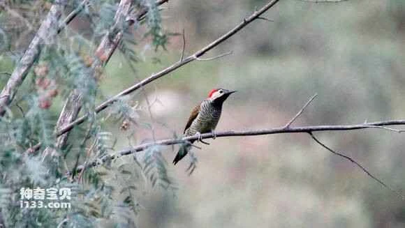 2023070668545147.jpg a66a597bdab44aed41798c1eb81c8701a08bfb8c_九雷图片转换器.jpg