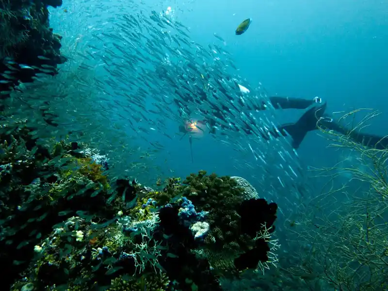 Sardines, Clupeidae (representative genera: Sardina, Sardinops, Sardinella, etc.)