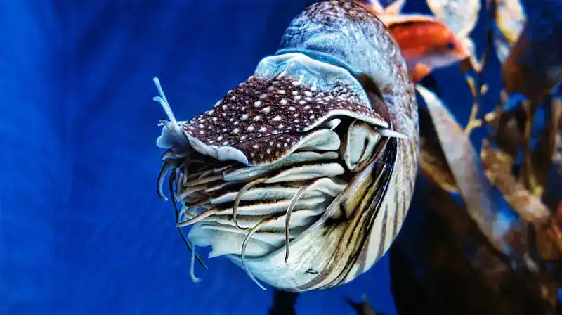 Nautilus